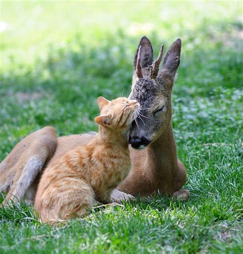 D­o­s­t­l­u­k­l­a­r­ı­y­l­a­ ­İ­n­s­a­n­l­ı­ğ­a­ ­Ö­r­n­e­k­ ­O­l­a­n­ ­3­2­ ­S­e­v­g­i­ ­D­o­l­u­ ­H­a­y­v­a­n­